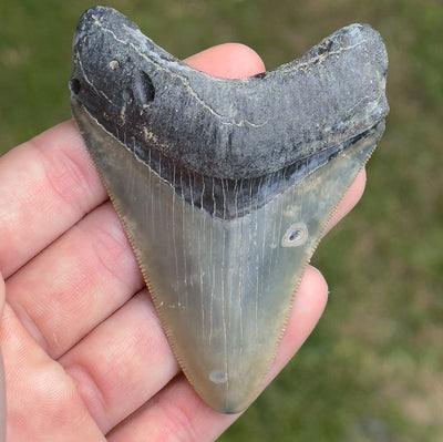 Megalodon Shark Tooth | 3 1/4 Inches | (Central Florida)