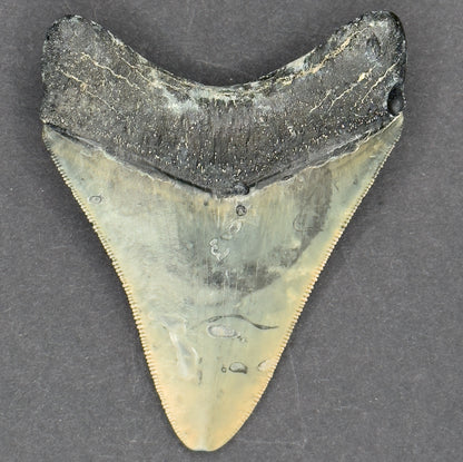 Megalodon Shark Tooth | 3 1/4 Inches | (Central Florida)