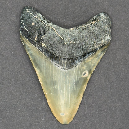 Megalodon Shark Tooth | 3 1/4 Inches | (Central Florida)