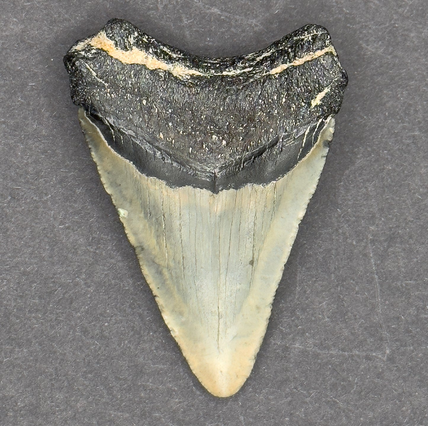 Megalodon Shark Tooth | 2 5/16 Inches | (Central Florida)