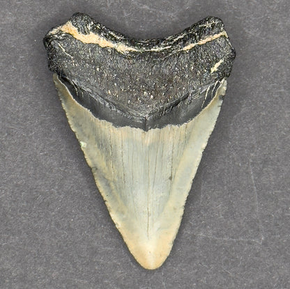 Megalodon Shark Tooth | 2 5/16 Inches | (Central Florida)