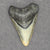 Megalodon Shark Tooth | 2 5/16 Inches | (Central Florida)