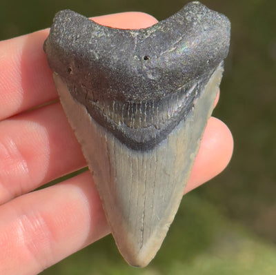 Megalodon Shark Tooth | 2 5/16 Inches | (Central Florida)
