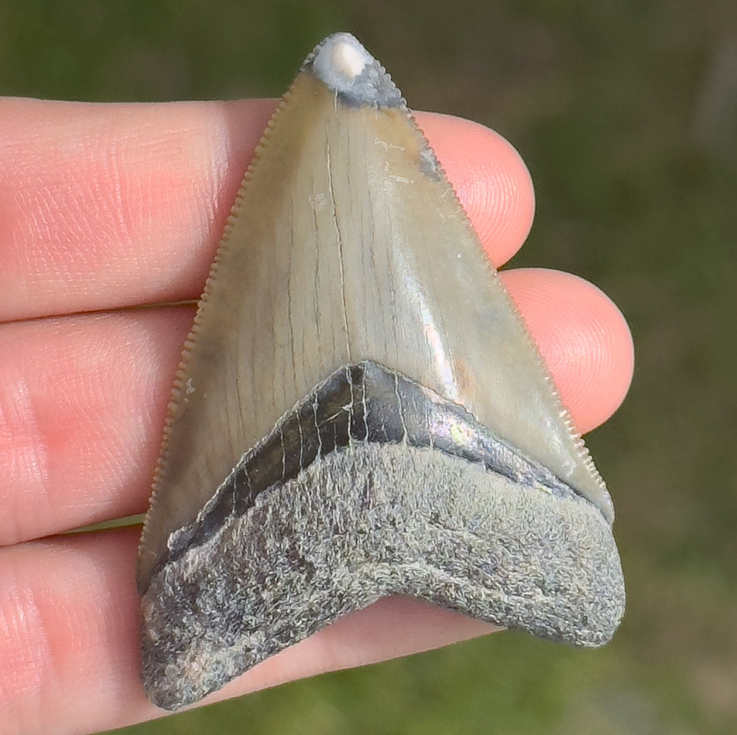 Megalodon Shark Tooth | 2 3/16 Inche | (Central Florida)