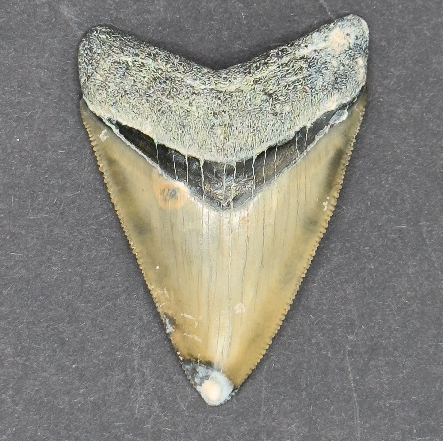 Megalodon Shark Tooth | 2 3/16 Inche | (Central Florida)