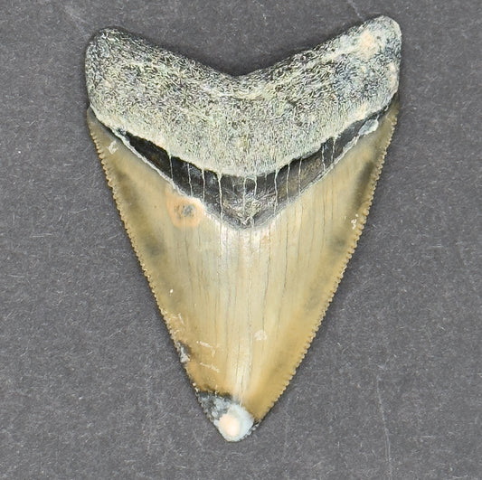 Megalodon Shark Tooth | 2 3/16 Inche | (Central Florida)