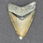 Megalodon Shark Tooth | 2 3/16 Inche | (Central Florida)