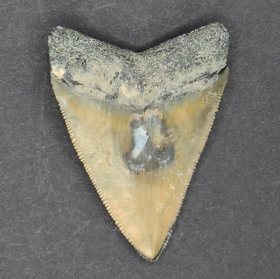 Megalodon Shark Tooth | 2 3/16 Inche | (Central Florida)