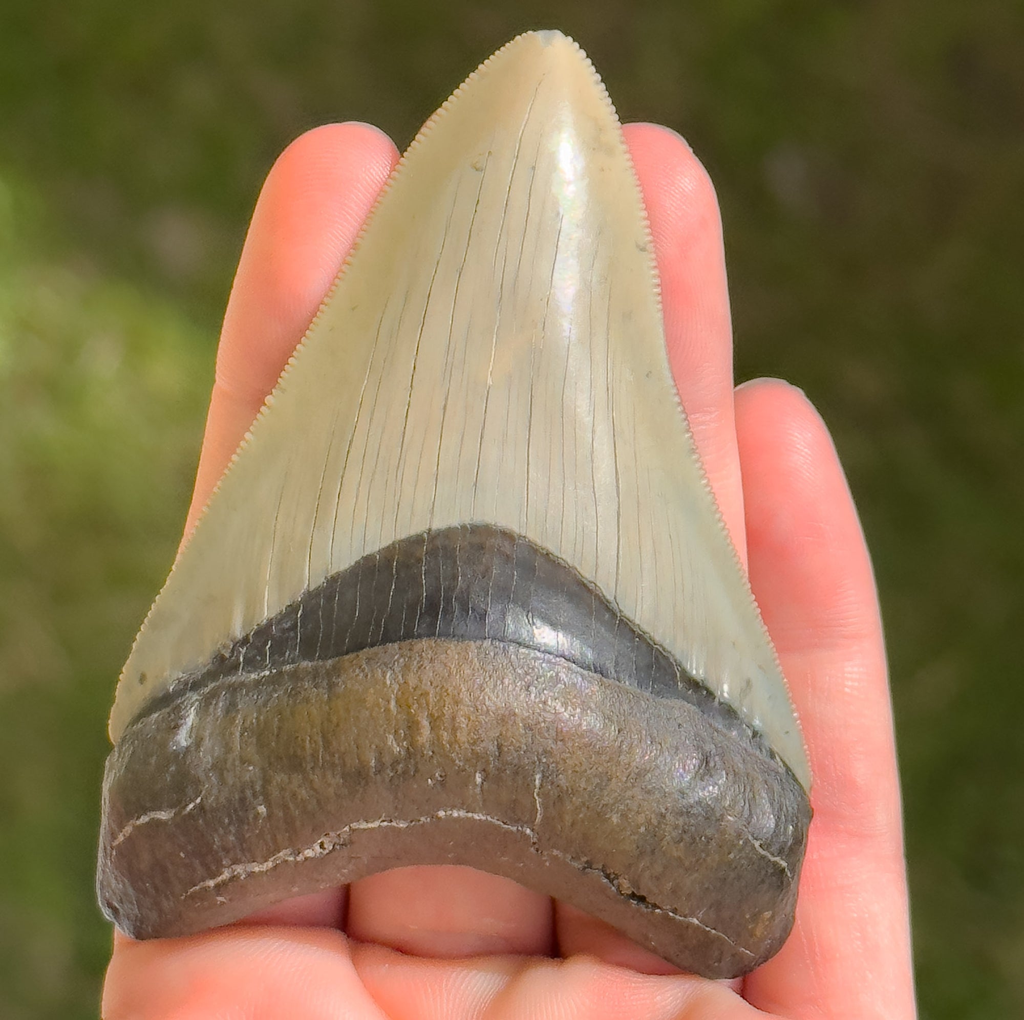 Florida Megalodon Shark Tooth | 3 3/8 Inch | (Central Florida) - Shop