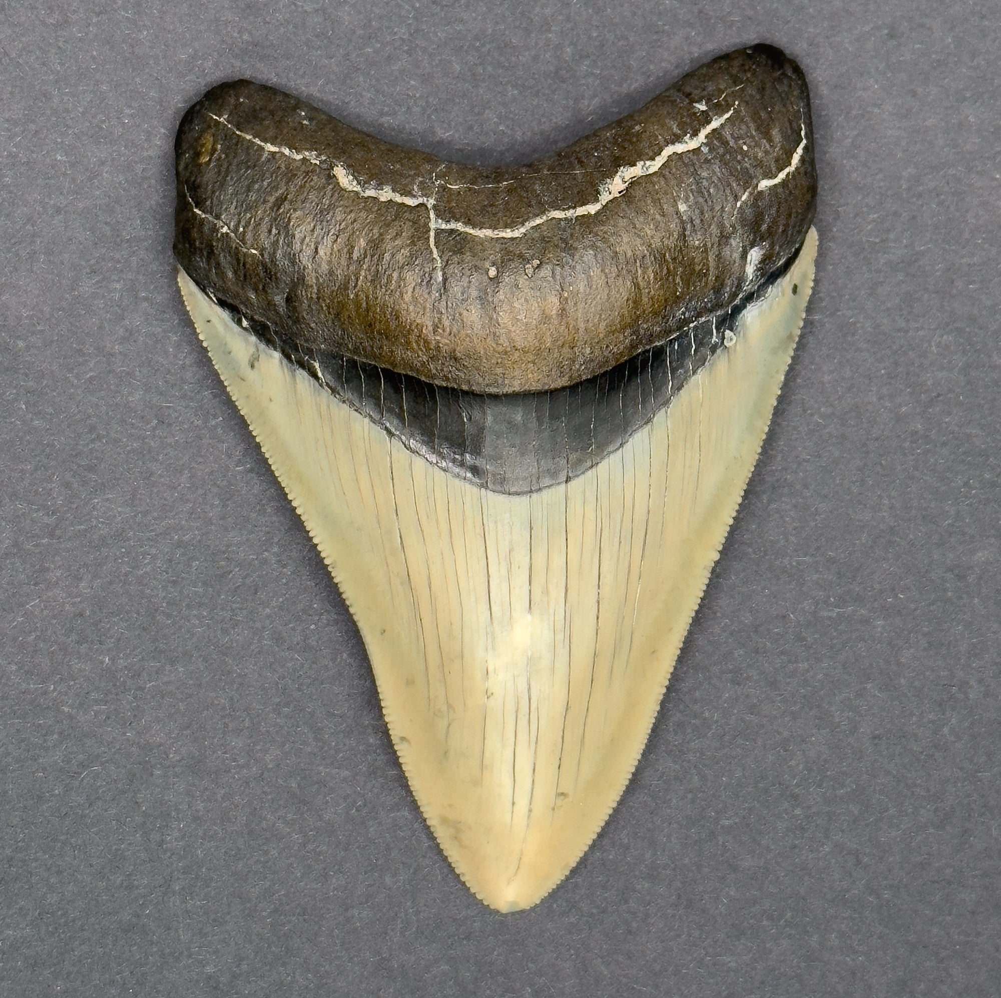 Florida Megalodon Shark Tooth | 3 3/8 Inch | (Central Florida)