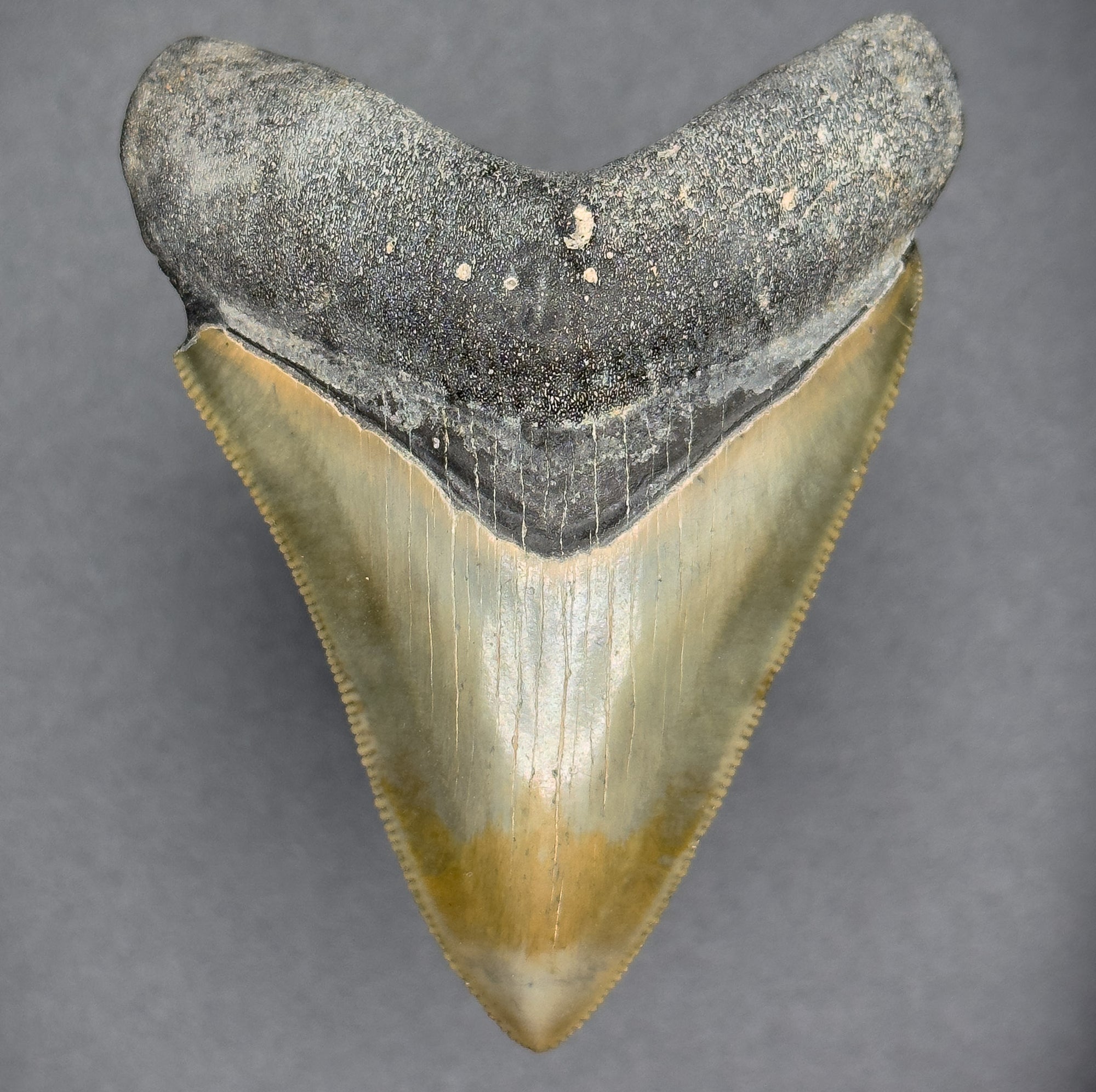 SMOKER Megalodon Shark Tooth | (Central Florida)