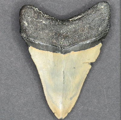 Megalodon Shark Tooth | 3 3/4 INCH | (Central Florida)