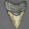 Megalodon Shark Tooth | 3 3/4 INCH | (Central Florida)