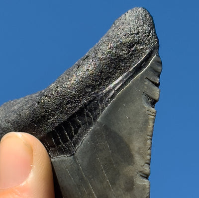 RARE Megalodon Shark Tooth | 3 1/8 Inch | (Central Florida)