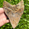 MASSIVE Megalodon Shark Tooth (5+ Inches)