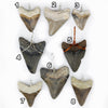 Megalodon Shark Teeth Necklaces | (Extremely Rare Florida Colors)